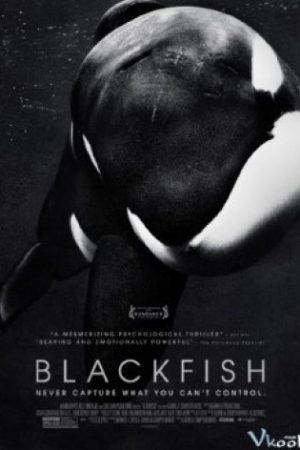 Hắc Ngư – Blackfish