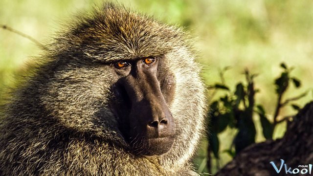 Xem Phim Động Vật Hoang Dã Châu Phi - Serengeti Season 1 - Vkool.TV - Ảnh 4