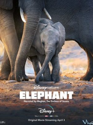 Đàn Voi Châu Phi – Elephant